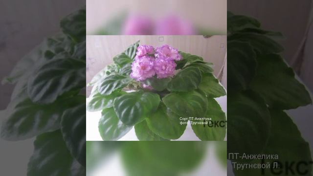 Фіалки це символ незламності особисто для мене@user-bi1tu9rj9e