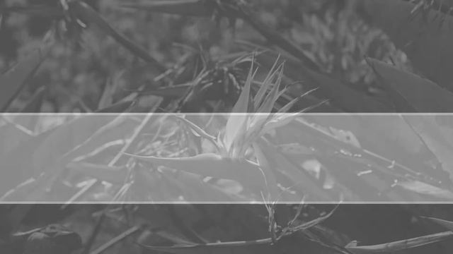 Fleur Oiseau Du Paradis