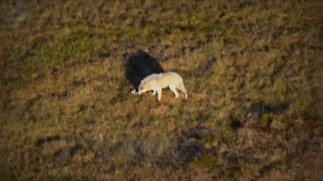 Волки напали на лося овец и собаку