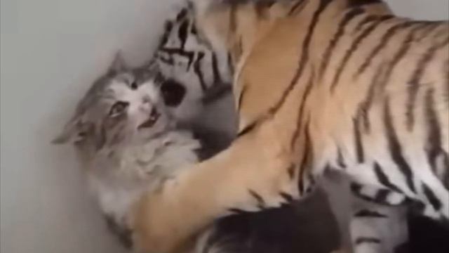 Мать кошка удочерила тигренка, спустя годы случилось невероятное