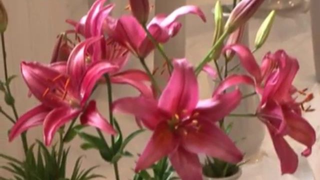 Lilliju Izstāde Dabas Muzejā