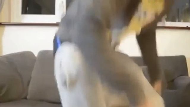 Что будет если миксануть корицу и нежный перцовый спрей