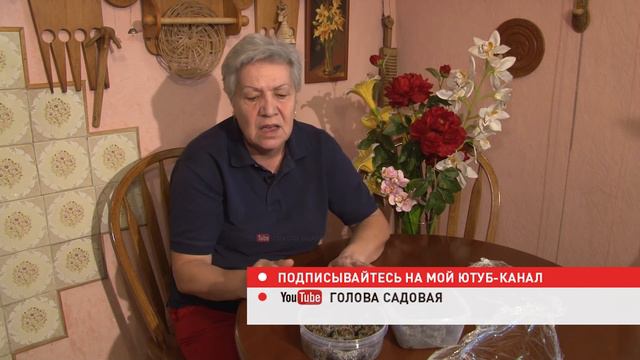 Голова садовая - Как подготовить рассаду земляники