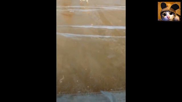 ЮМОР С КОТАМИ●ПОДБОРКА ПРИКОЛОВ С ЖИВОТНЫМИ●СМЕШНЫЕ ВИДЕО ДО СЛЁЗ