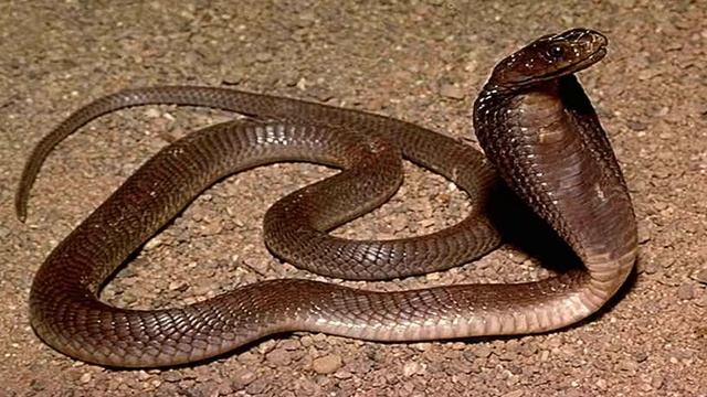 Самые ядовитые и опасные змеи в мире.mp4