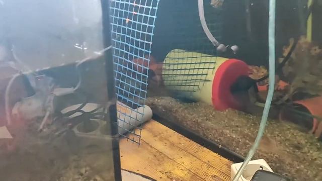 готовимся запускать басейн для рыбок и раков🦞🐟 утренний обзорчик