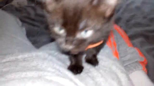 Добрая Ночка