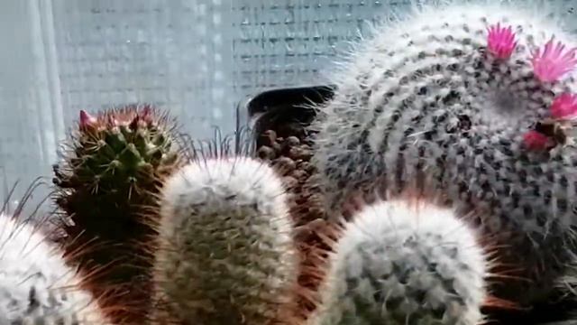 Опыление кактусов пчёлами.