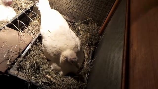 i Индюшки на гнезде, высиживают цыплят индюшат Turkeys on the nest, hatch chickens 20160205
