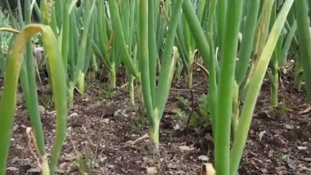 Лук Будет Огромным и крупным На Зависть Всем Соседям! Полейте этим лук