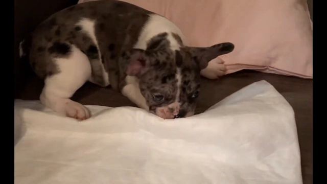 Французский бульдог. Первый день дома