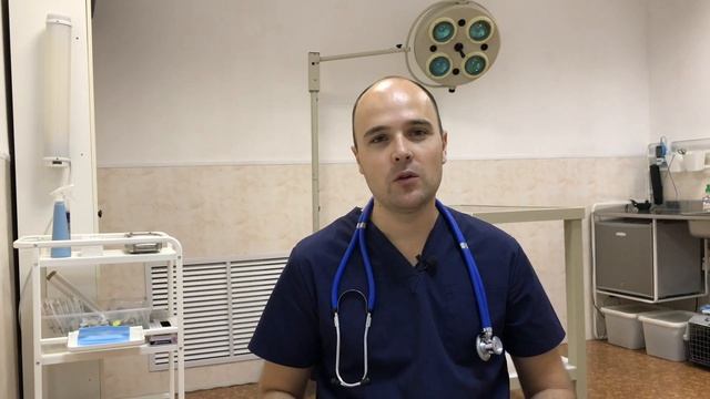 Какой корм для кошки я советую