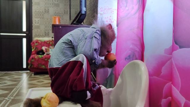 Обезьянка Гоша гуляет в доме,хрустит яблоками, пьет чай с кружки🍎🙉🥝🍇🍉🍓