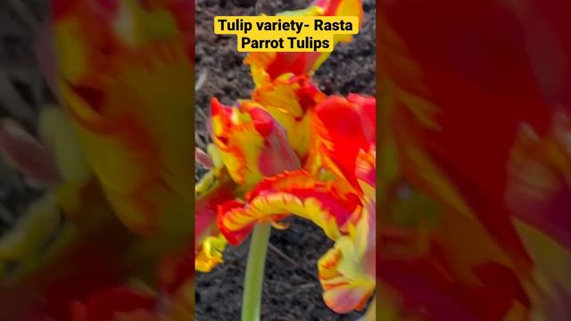 Tulip Variety Rasta Parrot Tulip