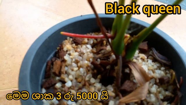 හැමෝම හොයන ලස්සනම කළු ඇන්තූරියම් වර්ග 3 ක් මල් සමඟ විකිණීමට