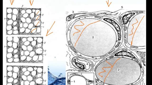 Как худеть детям - Шершун Ольга