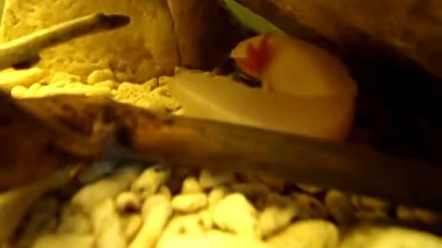 Ambystoma Mexicanum Eat Clown Knife ;aksolot;мексиканска амбистома;