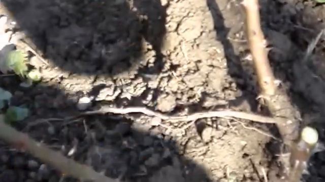 Lucrari De Primavara Cu Trandafirii