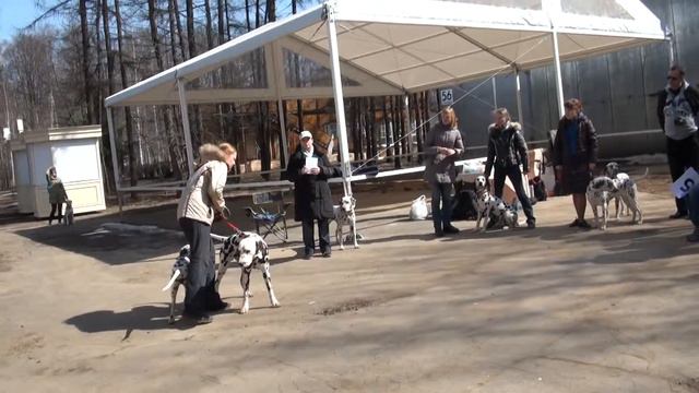 Дог шоу 5