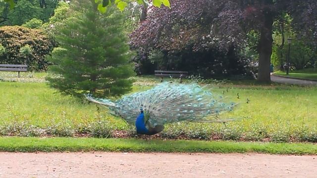 Как павлин распускает хвост