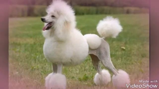 Видео про пуделя