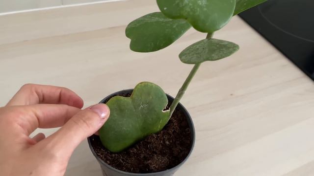 HAUL ETSY HOYA COMPACTA VARIEGATA & HOYA KERRII SPLASH (+ De 12 Jours Pour Arriver) ⚠️