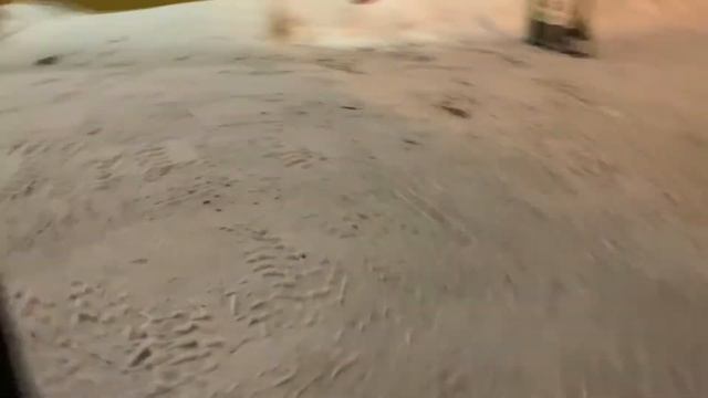 Бездомные животные