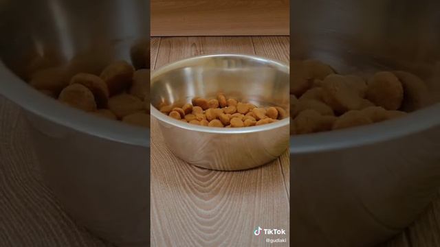 Идеальное утро моей собаки. Ауси Гуд Лак.