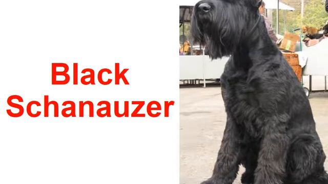 Английский для детей Animals Dogs_1