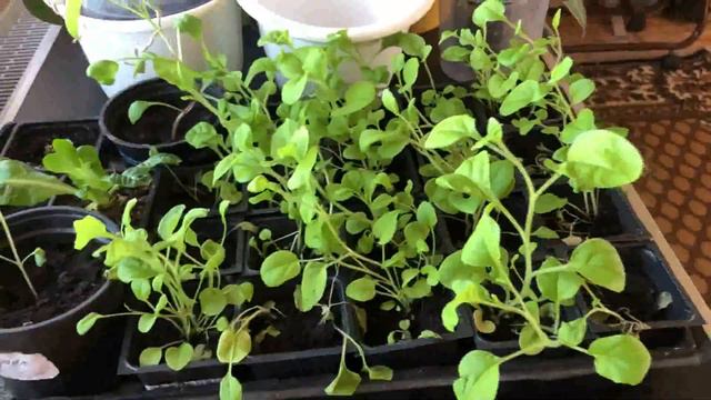 Рассада моих цветов