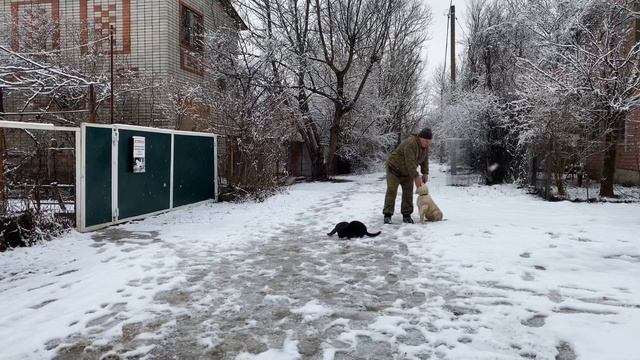 Маремма-абруццкая овчарка 3,5 месяца Шейх! Отработка команды ко мне, четвертый день занятий!