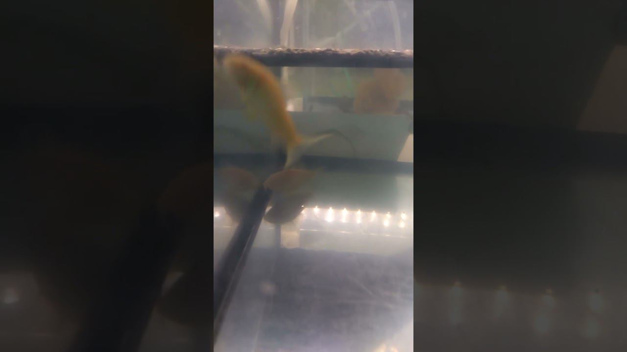 Коридорасы крапчатые альбиносы  снова набросали полный аквариум икры! Ждем. #aquariumshow #aquarium