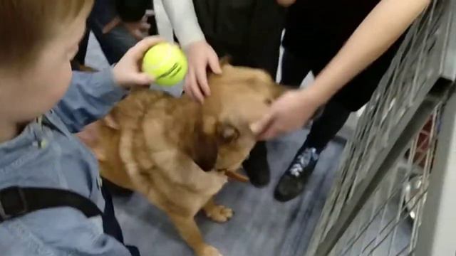 Пёс Рыжий ищет дом на Зоошоу