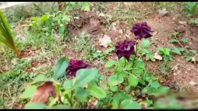 Black Shade Natural Velvet Rose