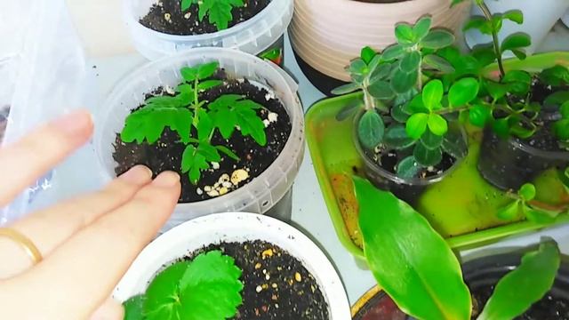 Комнатные цветы ! Обзор растений на лоджии.