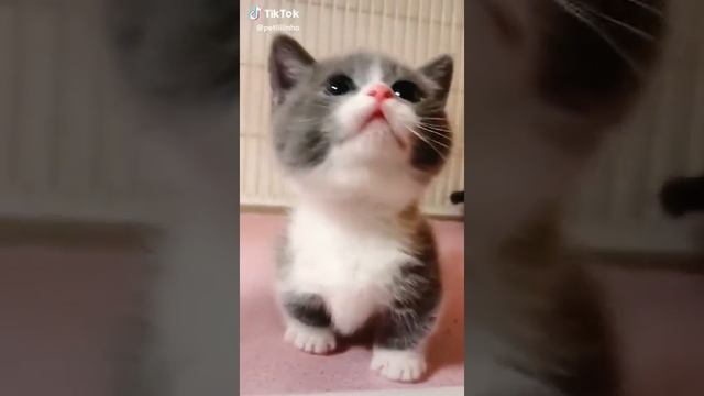 قطط صغيرة كيوت