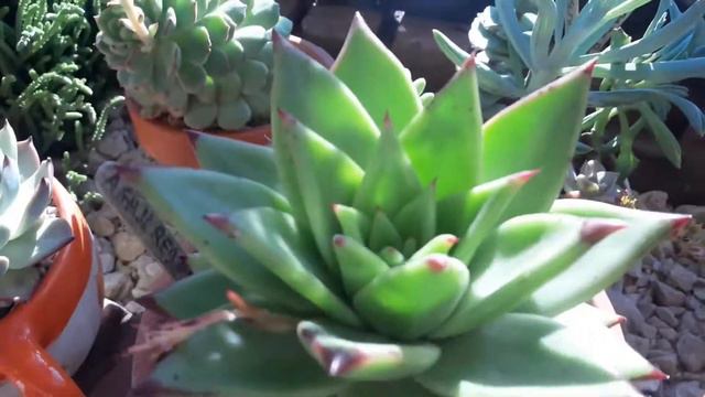 Floracion Y Pulgones!!Malas Compañias...
