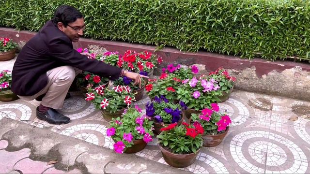 Petunia Will Bloom In 4 Days Only. Apply This Fertilizer Mix