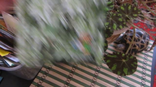 Разговор по душам о цветах , семенах и жизни!