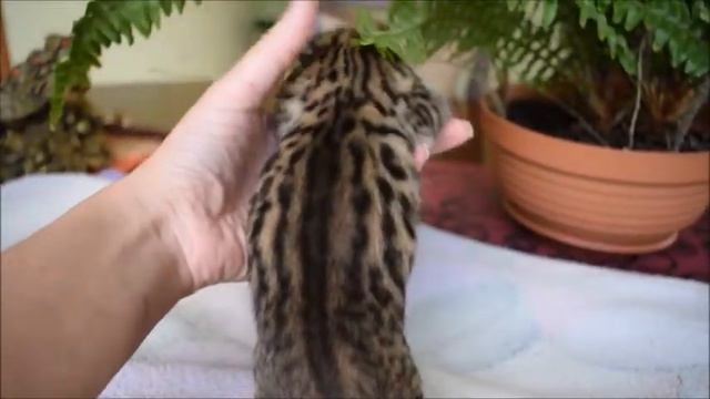 котик,помет 