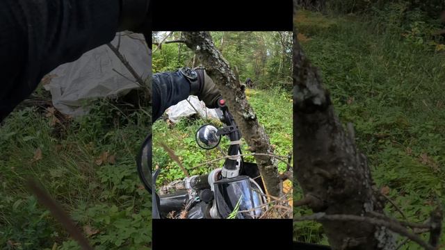 Как не стоит переезжать бревна) #эндуро #покатушки #dirtbike #bsez5 #лес #ошибка #enduro #питбайк