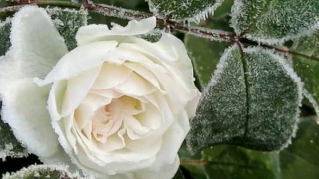 Снег Ноября