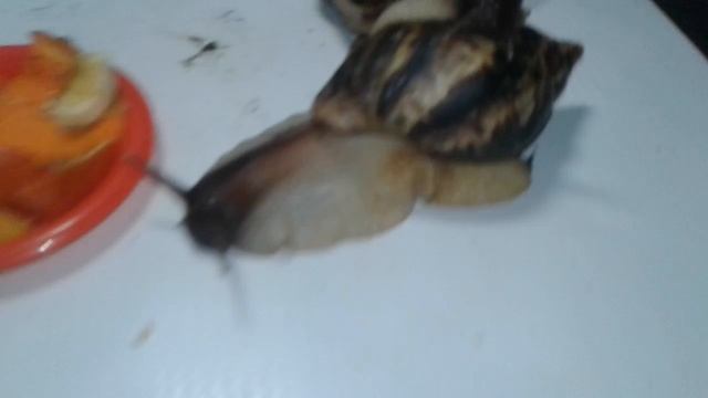 Клип для подпищиков!