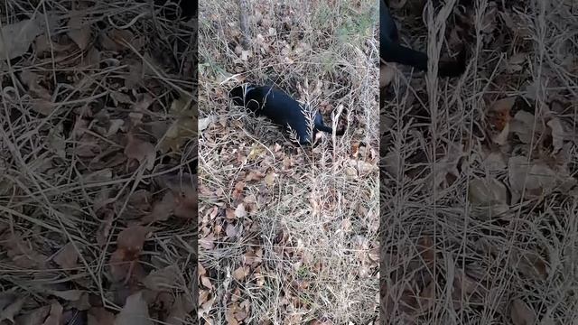 VID_20211025_201757.mp4