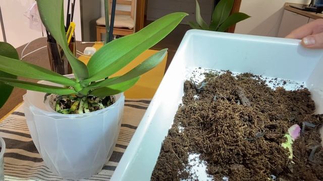 ОБРАБОТКА ОРХИДЕИ «ВЕНЕЦИАНСКИЙ КАРНАВАЛ» СРАЗУ ПОСЛЕ ПОКУПКИ.