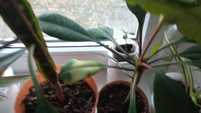 Комнатные растения, переезд, перестановка , обрезка