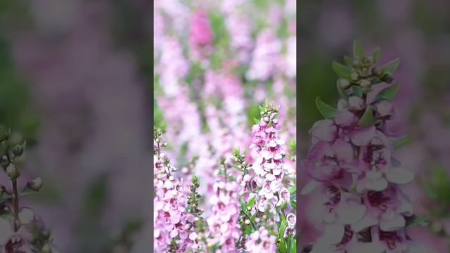 Звуки природы на цветочном лугу, АСМР. Sounds Of Nature In A Flower Meadow, ASMR.
