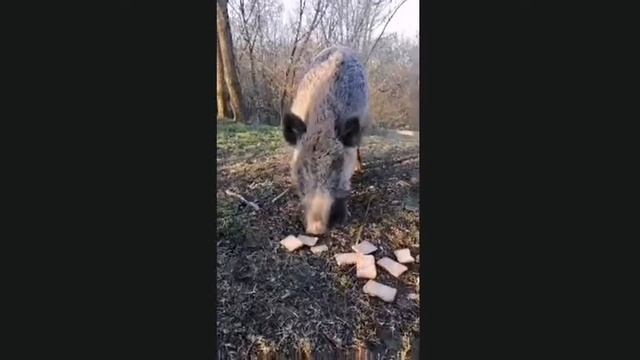 ДИКИЙ КАБАНСАМКА
