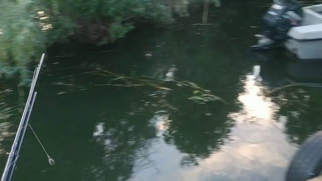 ПО НЕОБЪЯТНОЙ ЗА СОМОМ! ЦИМЛЯНКА-ИВАНЬКА!