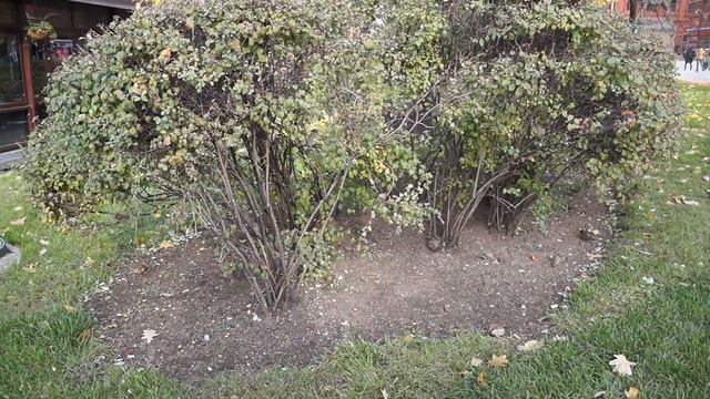 Sony A3000, тест видеорежима